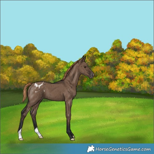 Horse Color:Liver Red Dun Appaloosa Brindle 