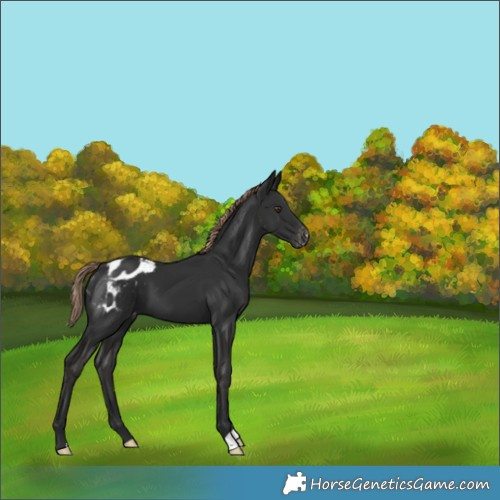 Horse Color:Liver Chestnut Appaloosa 