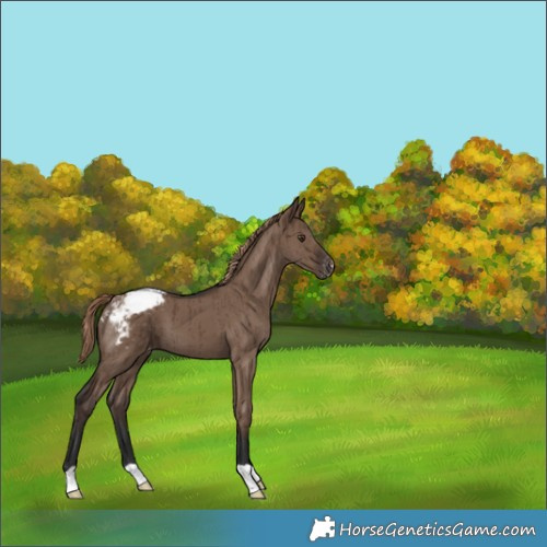 Horse Color:Liver Red Dun Appaloosa Brindle 