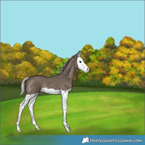 Horse Color:Silver Black Splash 