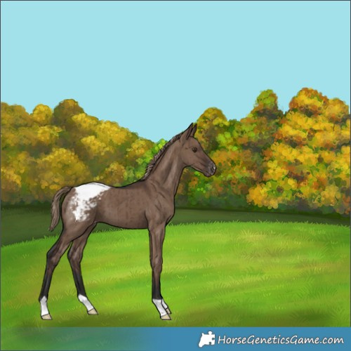 Horse Color:Liver Red Dun Appaloosa Brindle 
