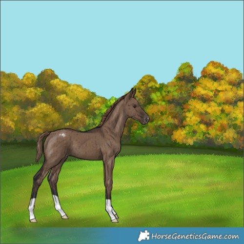 Horse Color:Liver Red Dun Appaloosa Brindle 