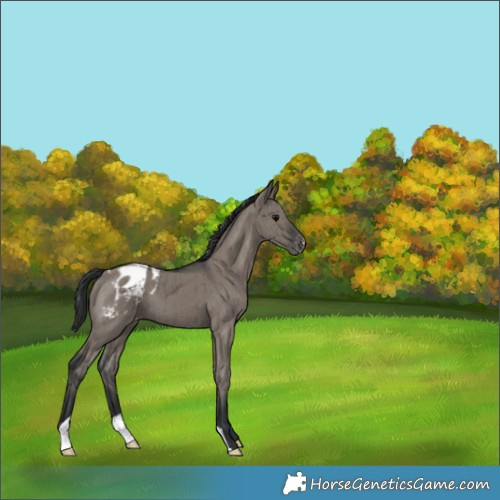 Horse Color:Grullo Appaloosa Brindle 