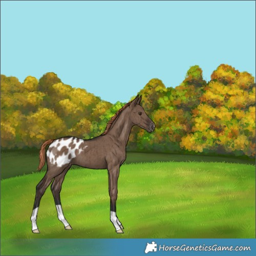 Horse Color:Liver Red Dun Appaloosa Brindle 