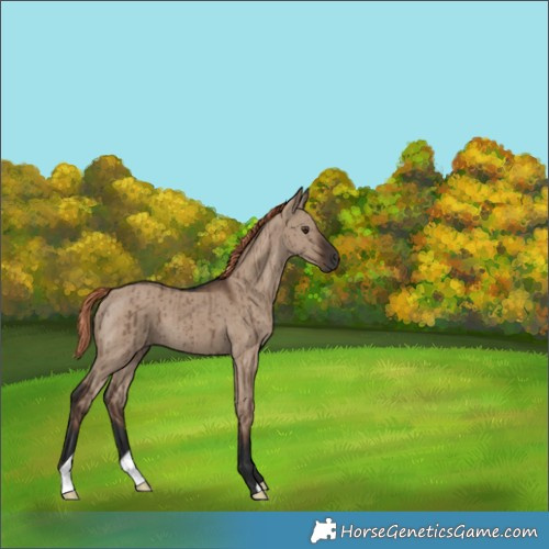 Horse Color:Liver Red Dun Brindle 