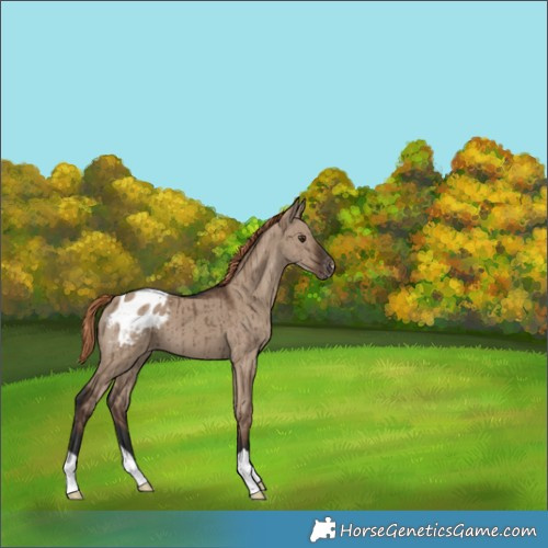 Horse Color:Liver Red Dun Appaloosa Brindle 