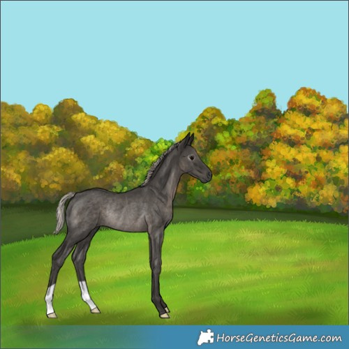 Horse Color:Gray Silver Black Rabicano 