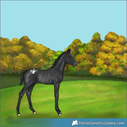 Horse Color:Black Appaloosa Rabicano 