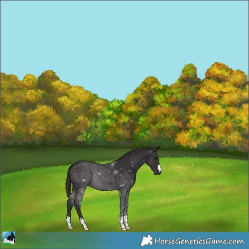 Horse Color:Smoky Black 