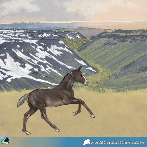 Horse Color:White Spotted Silver Black Sabino Splash Rabicano 