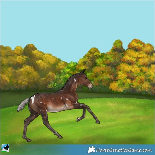 Horse Color:White Spotted Silver Brown Rabicano 