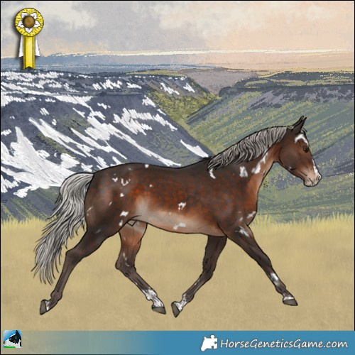 Horse Color:White Spotted Silver Brown Splash Rabicano 