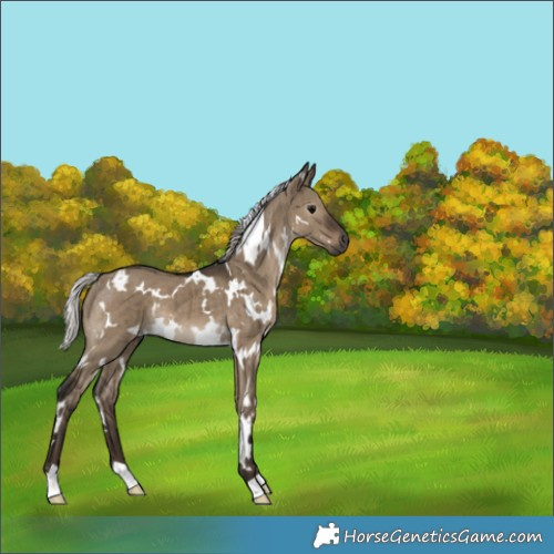 Horse Color:Gray White Spotted Silver Grullo Brindle 