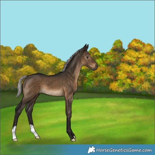 Horse Color:Gray Silver Brown Dun Brindle 