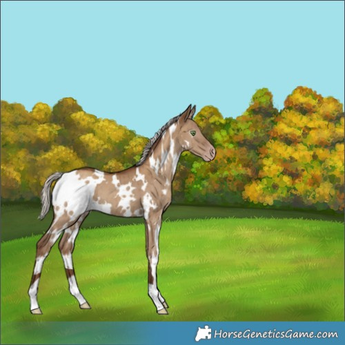 Horse Color:Gray White Spotted Silver Classic Champagne Dun Varnish Brindle 
