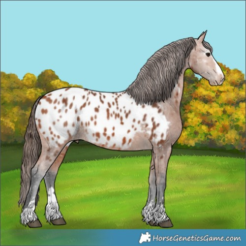 Horse Color:Bay Blanket 