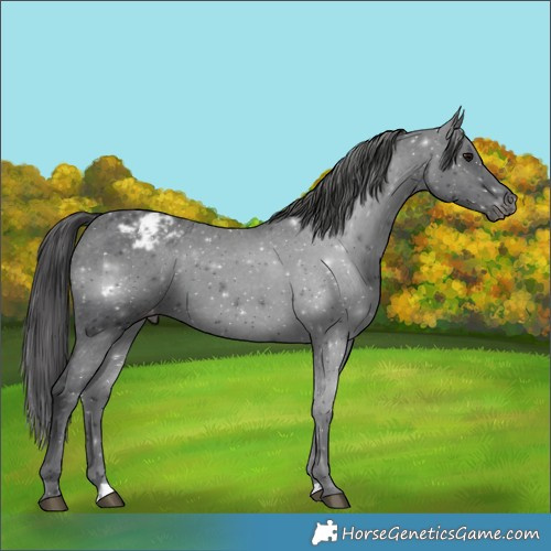 Horse Color:Black Varnish 