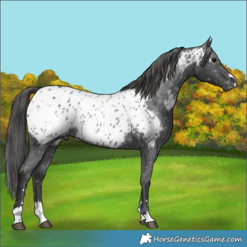 Horse Color:Black Near Leopard Rabicano 