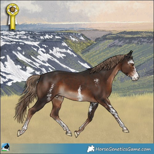 Horse Color:Liver Chestnut Sabino Rabicano 