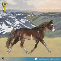 Horse Color:Liver Chestnut Sabino Rabicano 