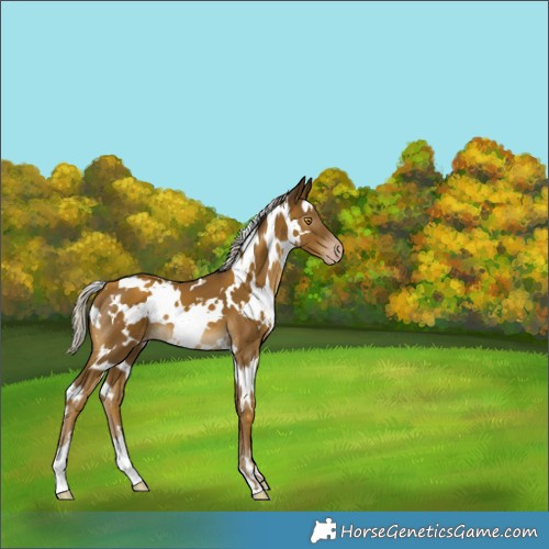 Horse Color:Gray White Spotted Silver Classic Cream Champagne Appaloosa 