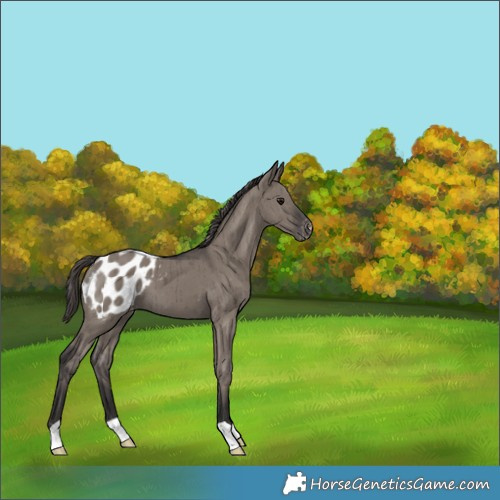 Horse Color:Smoky Grullo Appaloosa Brindle 