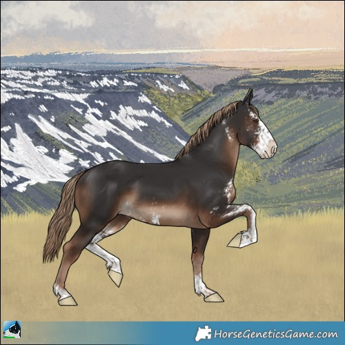 Horse Color:Liver Chestnut Sabino Splash Rabicano