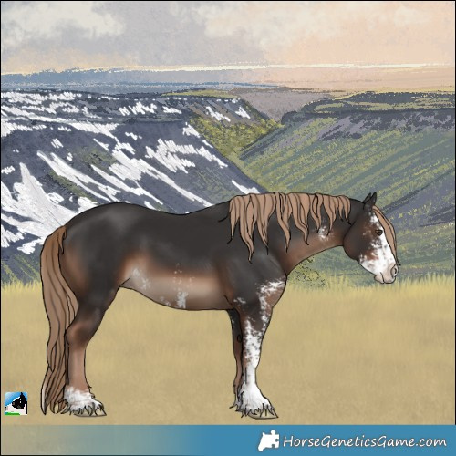 Horse Color:Liver Chestnut Sabino Splash Rabicano 