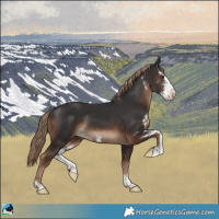 Horse Color:Liver Chestnut Sabino Splash Rabicano 