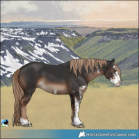 Horse Color:Liver Chestnut Sabino Splash Rabicano