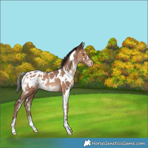 Horse Color:White Spotted Sable Champagne Appaloosa 