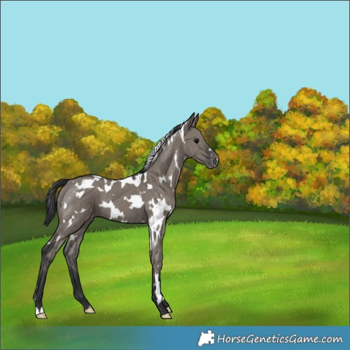 Horse Color:White Spotted Grullo Appaloosa Brindle 