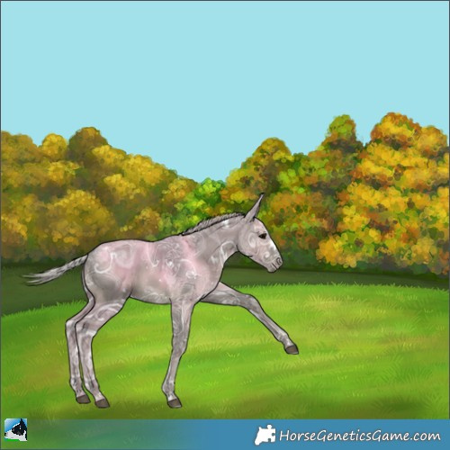 Horse Color:White Spotted Silver Black Ice Rabicano 