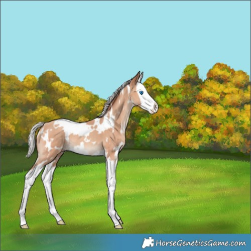 Horse Color:White Spotted Silver Amber Champagne Splash 