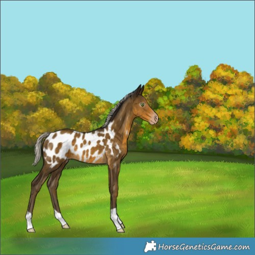 Horse Color:Gray Silver Classic Cream Champagne Appaloosa 