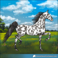 Horse Color:Grullo Appaloosa 