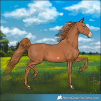 Horse Color:Chestnut Frame 
