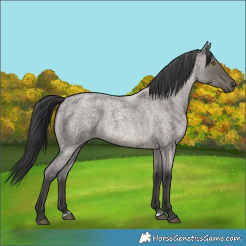 Horse Color:Grullo Roan