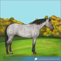 Horse Color:Grullo Roan 