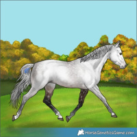 Horse Color:Gray Bay 