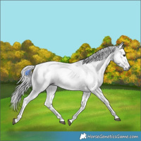 Horse Color:Gray Bay