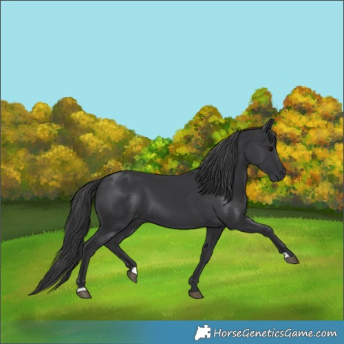 Horse Color:Black 