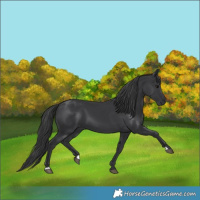 Horse Color:Black 