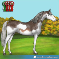Horse Color:Liver Chestnut Mushroom Sabino Splash