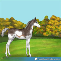 Horse Color:Liver Chestnut Mushroom Sabino Splash 
