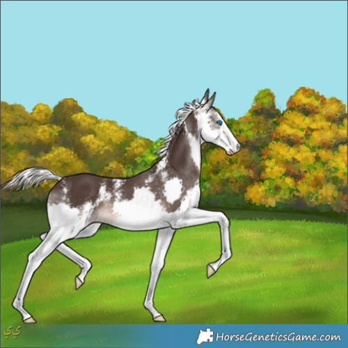 Horse Color:Liver Chestnut Mushroom Sabino Splash 