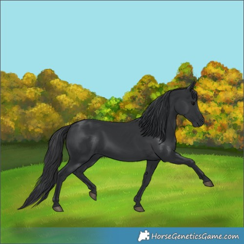 Horse Color:Black 