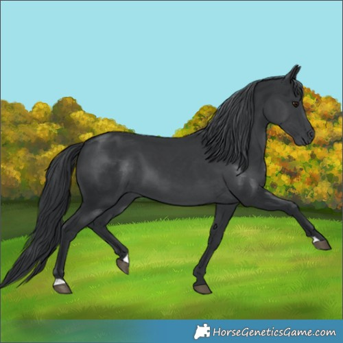 Horse Color:Black Chinchilla 