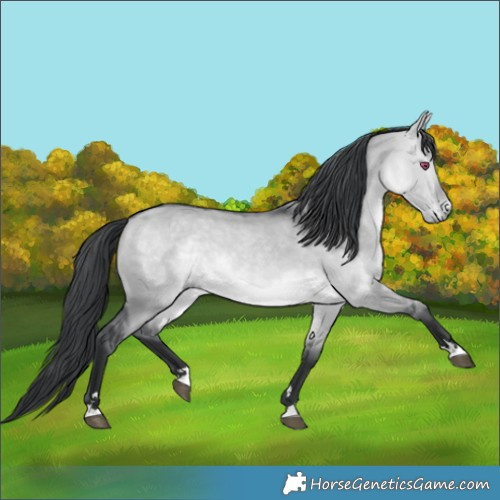 Horse Color:Brown Chinchilla Dun 