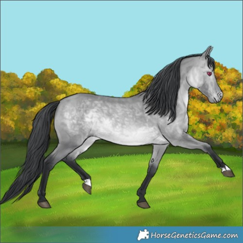 Horse Color:Bay Chinchilla 